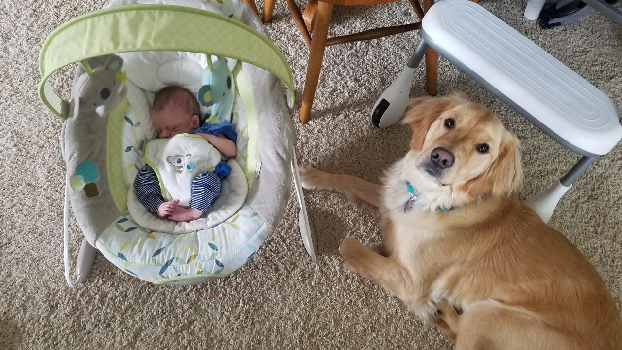 How to Introduce A Dog to a Baby - 8 Simple Steps to Success