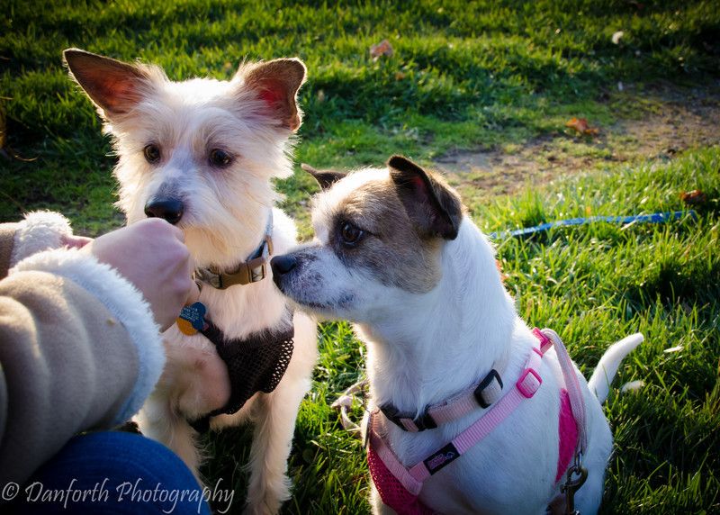 How To Introduce A Puppy To Your Dog: 7 Tips | Puppies, Dogs, Dog care How To Introduce A Puppy To Your Dog: 7 Tips | Puppies, Dogs, Dog care