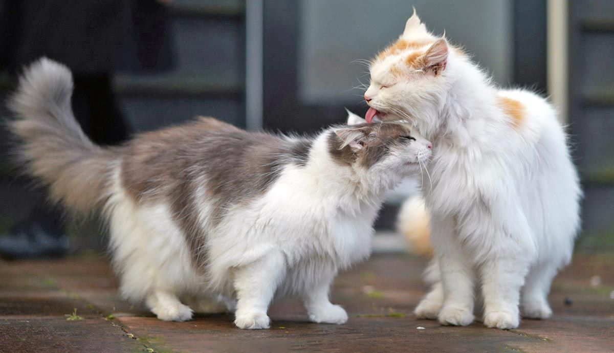 5 Simple Ways to Socialize Your Cat | PetMojo 5 Simple Ways to Socialize Your Cat | PetMojo