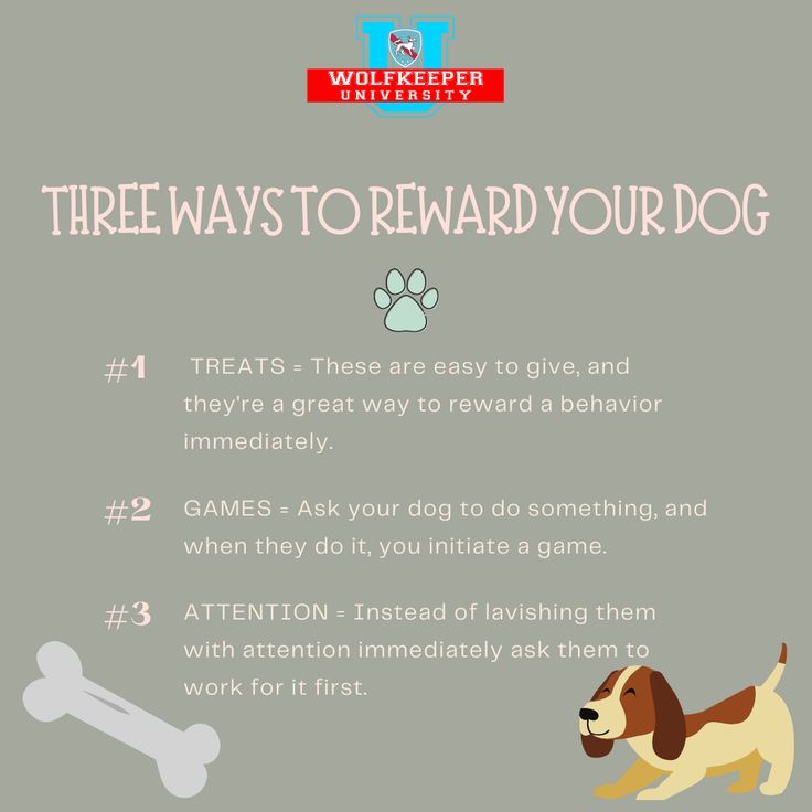 Three ways to reward your Dog Treats- These are easy to give, and they ... Three ways to reward your Dog Treats- These are easy to give, and they ...