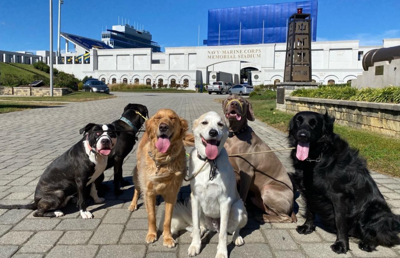 How Can I Socialize My Dog How Can I Socialize My Dog