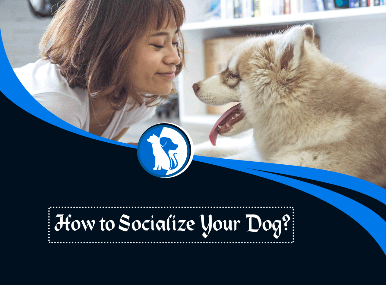 How to Socialize a Dog: A Comprehensive Guide - PoochTheory