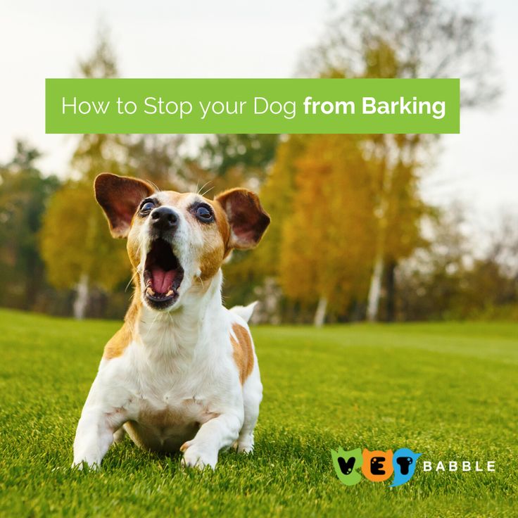 Stop Dog Barking: Effective Solutions