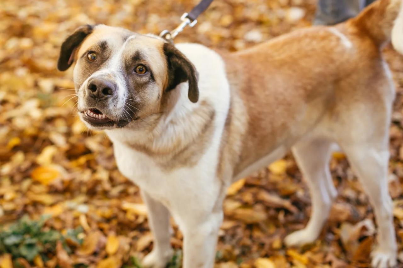 Should I Allow On-Leash Dog Greetings? Yea or Nay? Should I Allow On-Leash Dog Greetings? Yea or Nay?