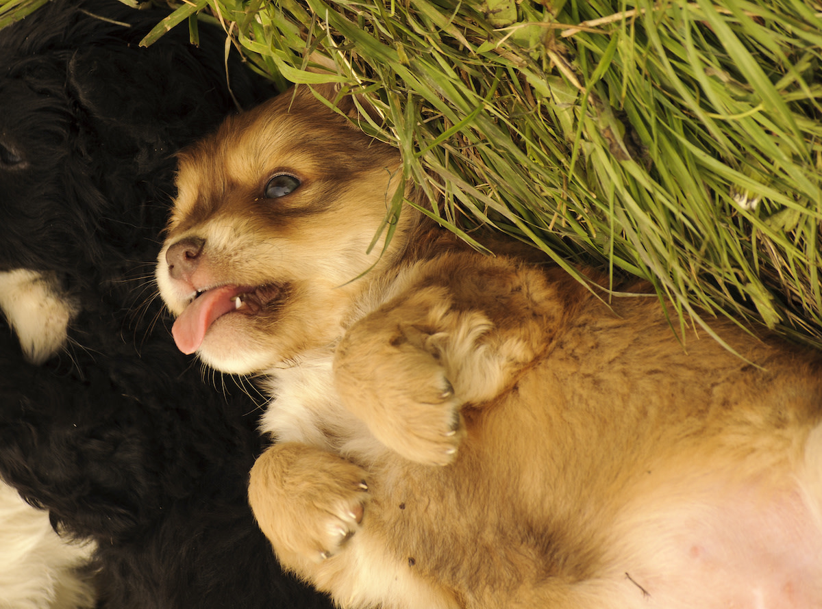 How To Teach A Dog To Play Dead On Command In 5 Easy Steps How To Teach A Dog To Play Dead On Command In 5 Easy Steps