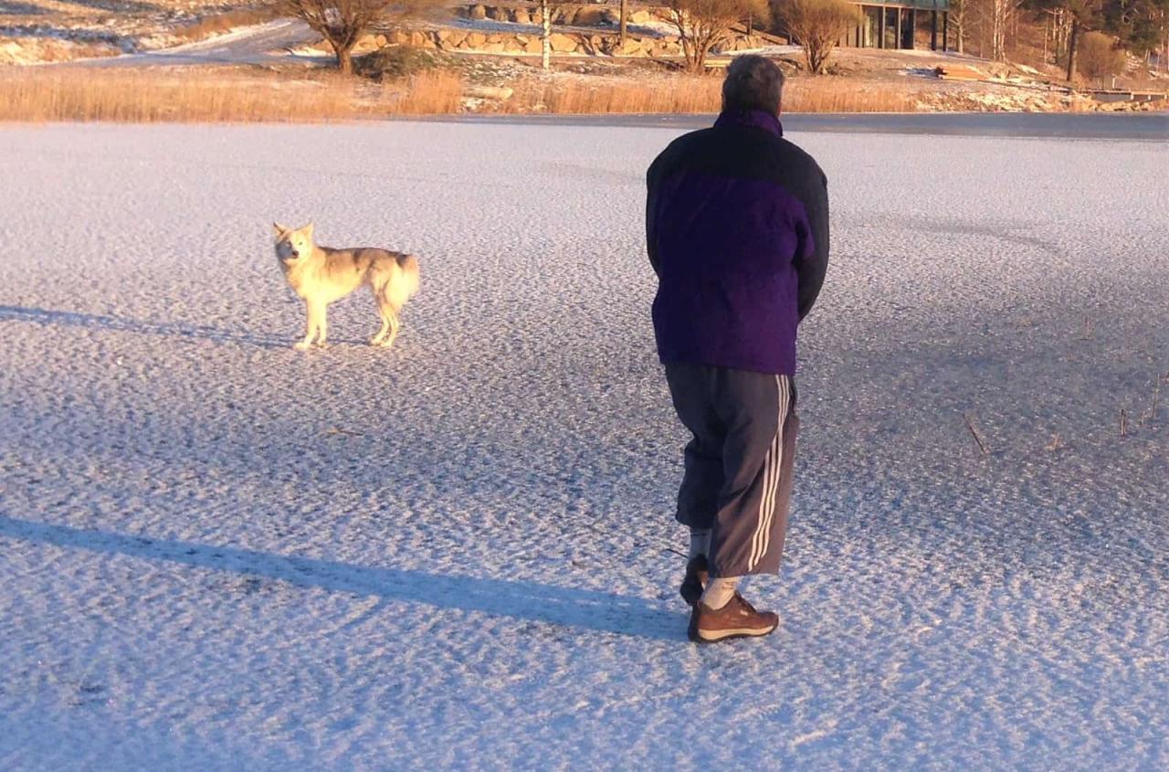 How to Socialize a Rescue Dog: Confidence and Success Tips - Rescue Dog ...