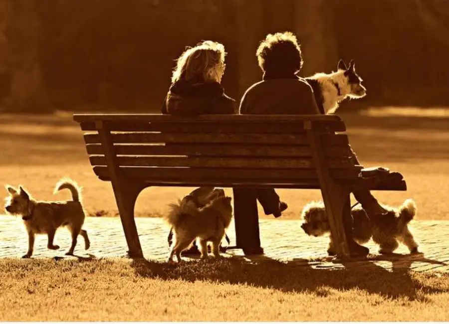 Socializing Your Dog: Effective Techniques and Tips Socializing Your Dog: Effective Techniques and Tips