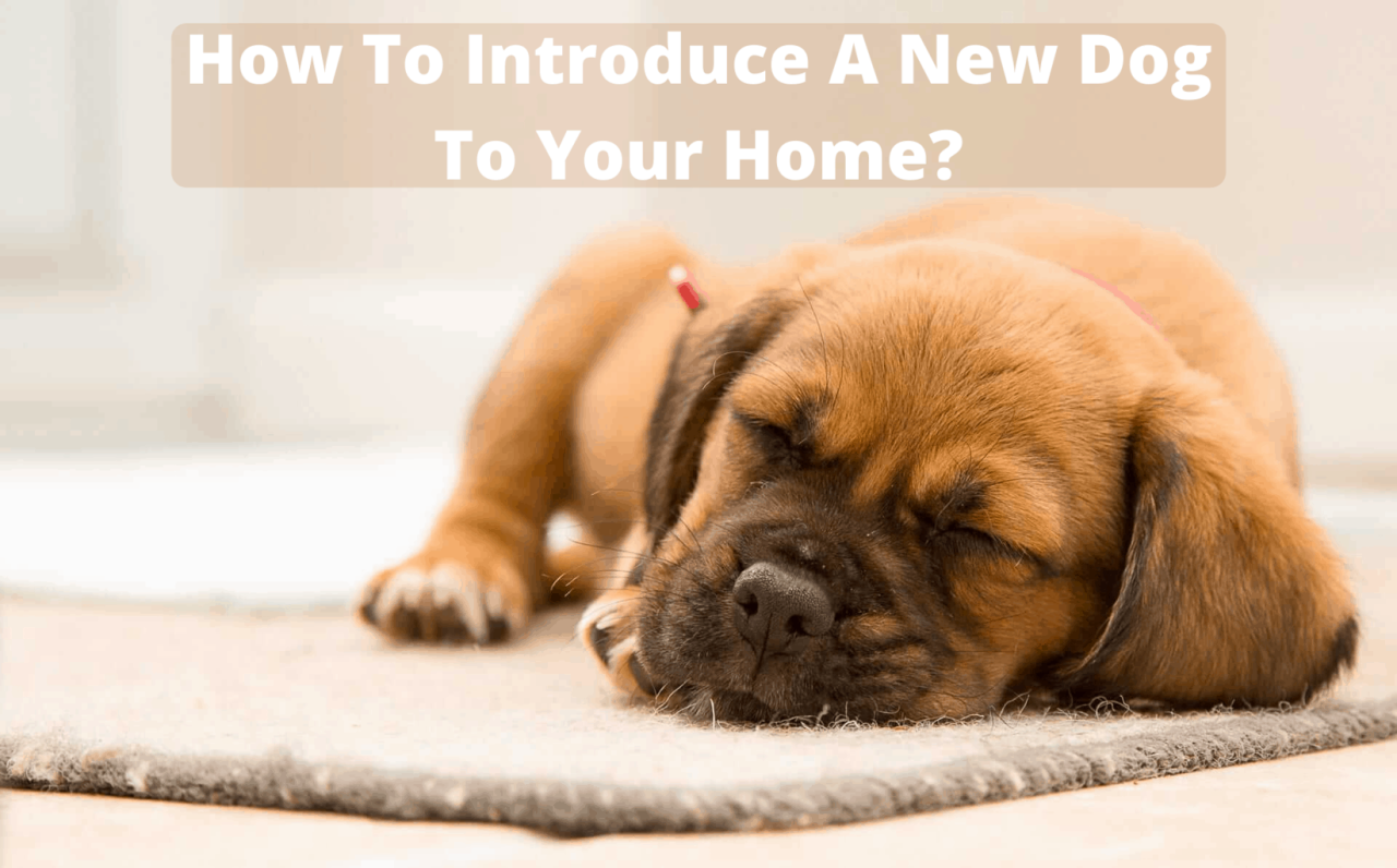 How To Introduce A New Dog To Your Home? - Our Dog Breeds How To Introduce A New Dog To Your Home? - Our Dog Breeds