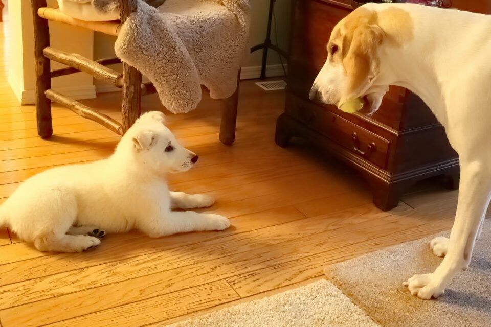 How to Introduce a New Dog into a Home with Another Dog - Havanese Breeders How to Introduce a New Dog into a Home with Another Dog - Havanese Breeders