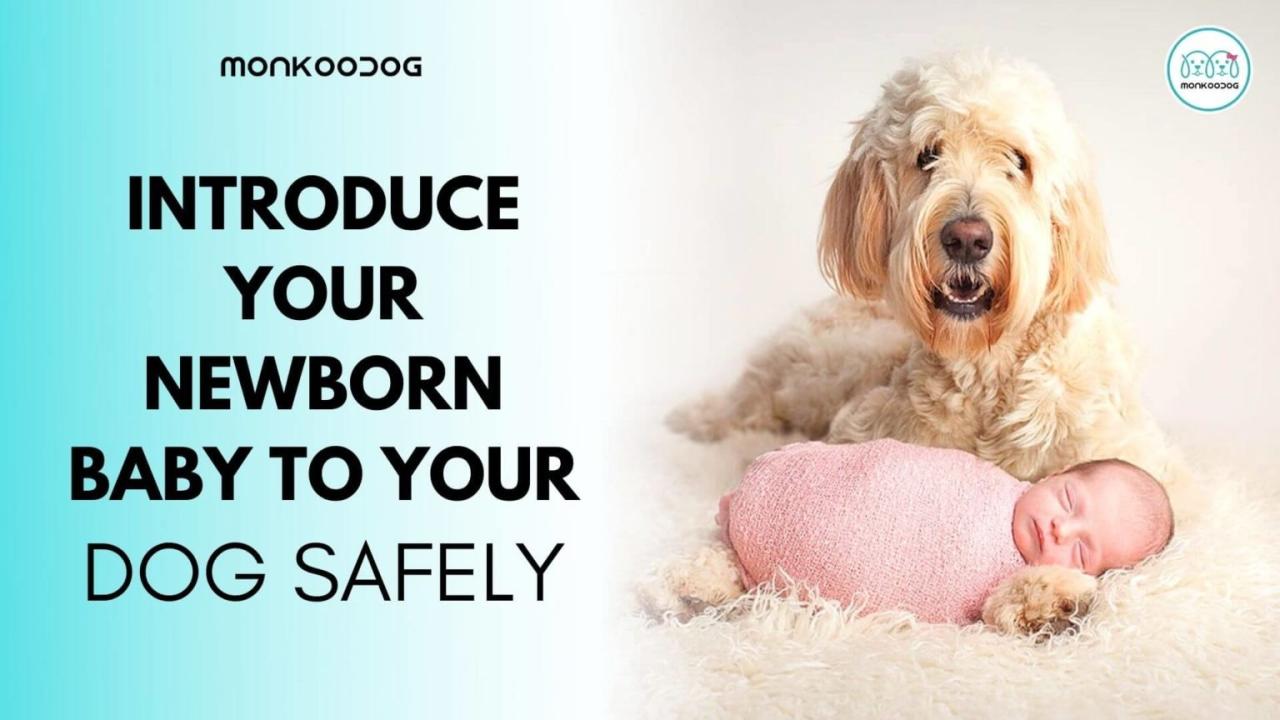 How To Introduce Your Dog To Your Newborn Baby - Monkoodog
