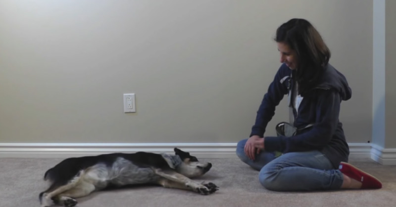 How to Teach a Dog to Play Dead: A Foolproof Method that's Fun, Too How to Teach a Dog to Play Dead: A Foolproof Method that's Fun, Too