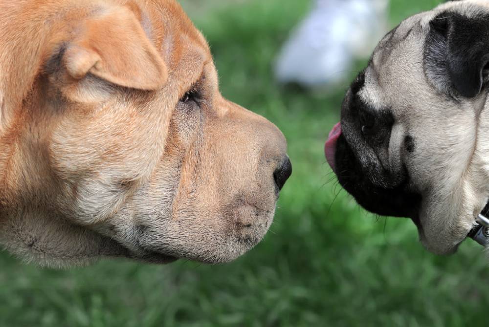 How To Introduce A Dog To A New Home - Ever wondered how you would feel ... How To Introduce A Dog To A New Home - Ever wondered how you would feel ...