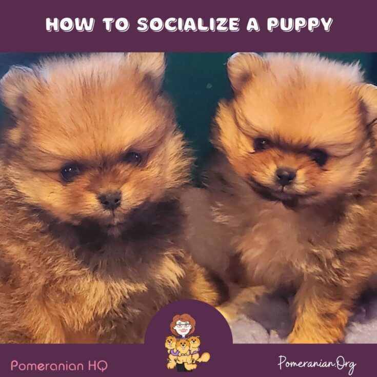 Seven Steps to Socialization • Ultimate Puppy : Ultimate Puppy Seven Steps to Socialization • Ultimate Puppy : Ultimate Puppy