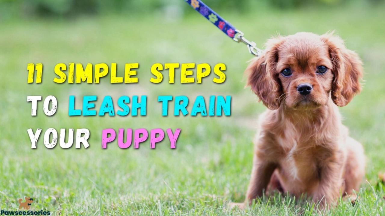 Leash Training A Puppy: How To Leash Train A Puppy (11 Tips) Leash Training A Puppy: How To Leash Train A Puppy (11 Tips)