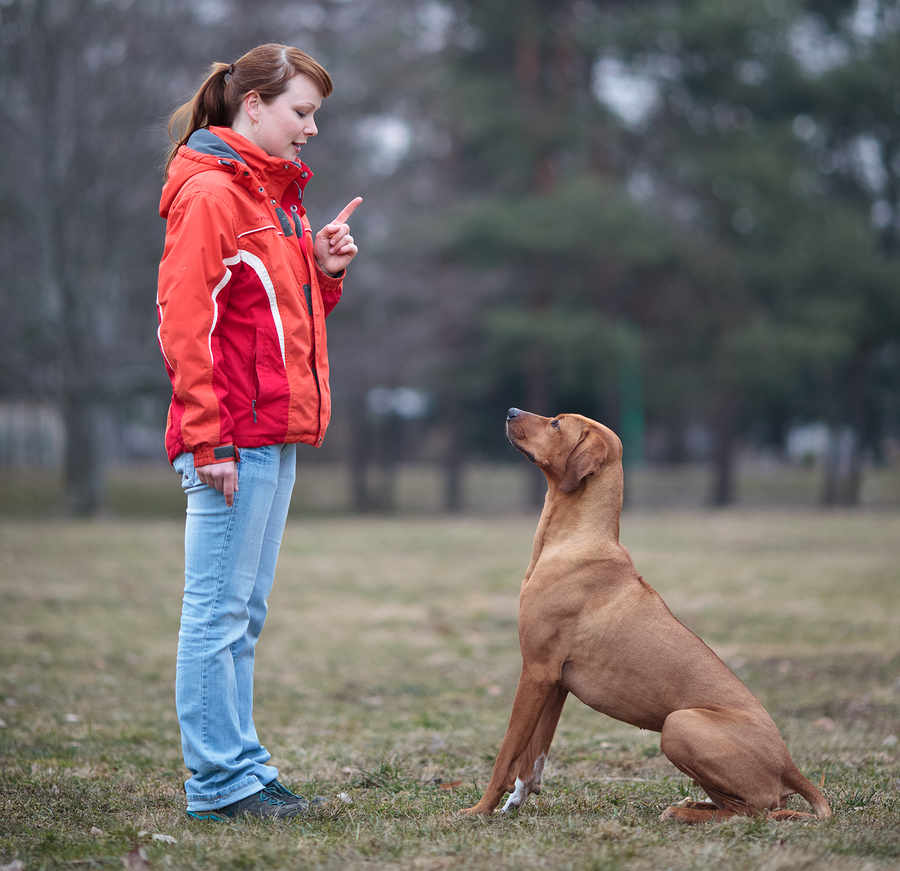 How to obedience train a dog