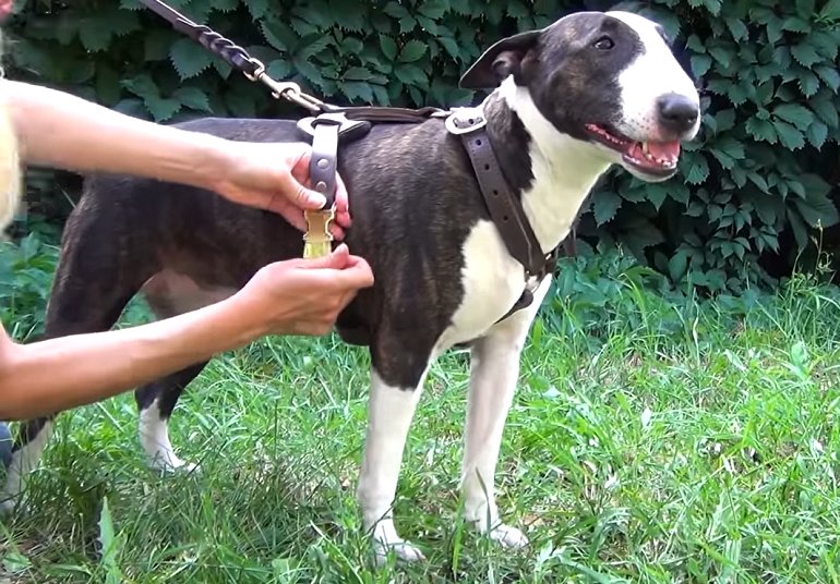 How To Put On A Dog Harness? All You Need To Know - WAF