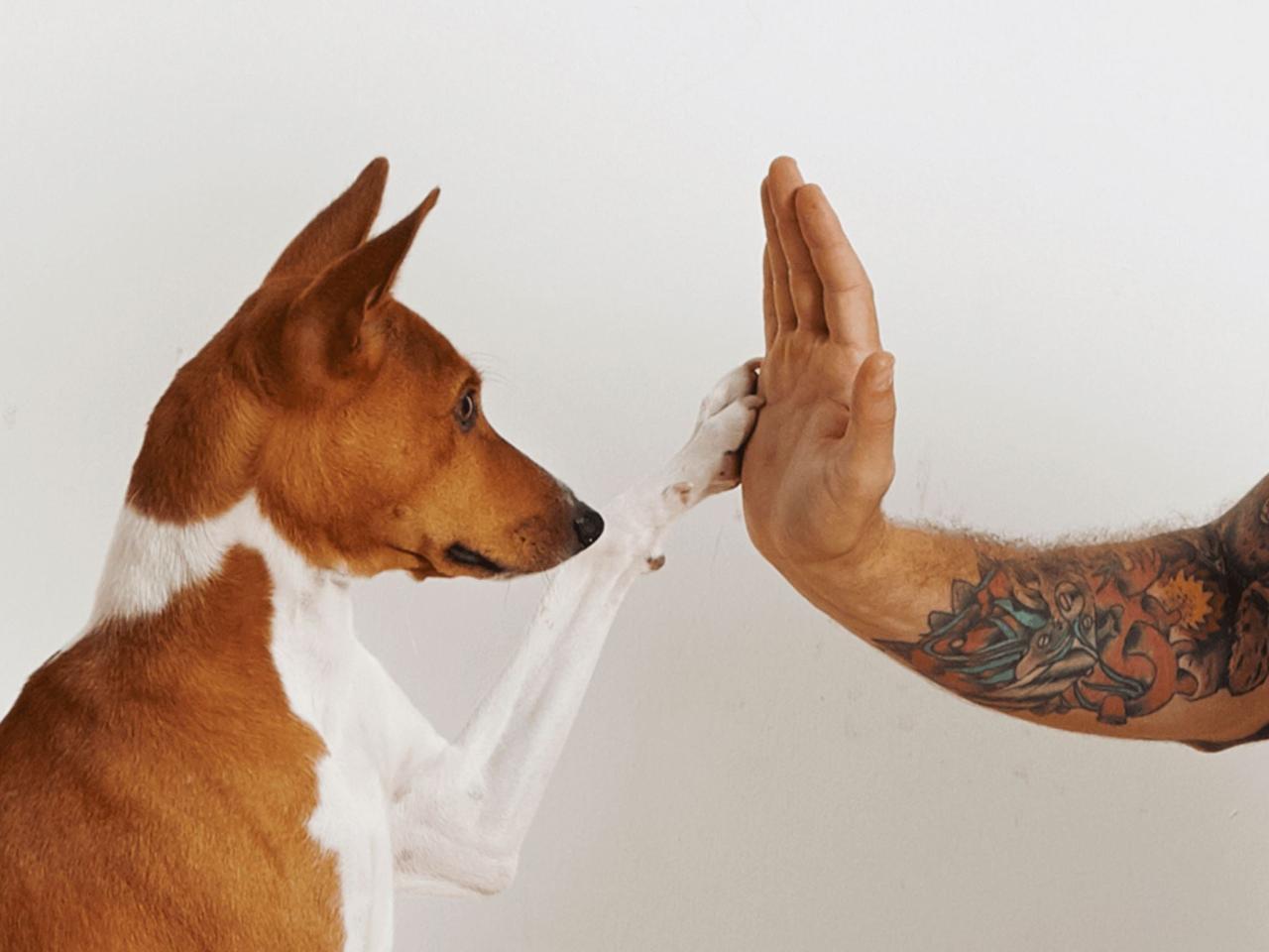 Obedience Training - Best Dog Foods and Holistic Dog Health Remedies ... Obedience Training - Best Dog Foods and Holistic Dog Health Remedies ...