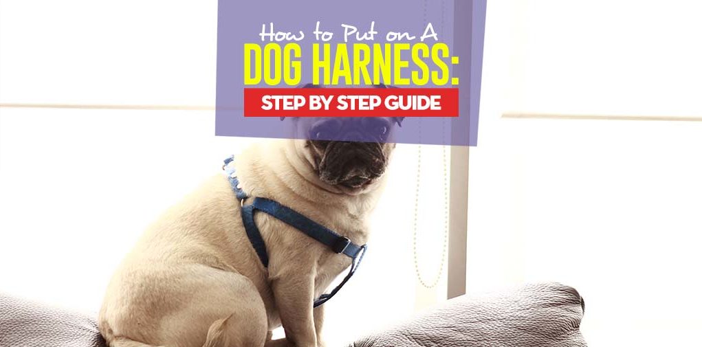 How To put on A Dog Harness Step By Step Guide