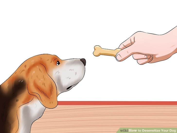 How to Desensitize Your Dog: 12 Steps (with Pictures) How to Desensitize Your Dog: 12 Steps (with Pictures)