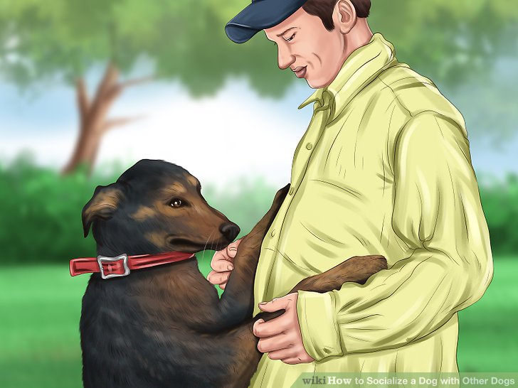 How to Socialize a Dog with Other Dogs: 12 Steps (with Pictures) How to Socialize a Dog with Other Dogs: 12 Steps (with Pictures)