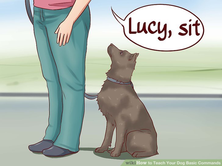 6 Ways to Teach Your Dog Basic Commands - wikiHow 6 Ways to Teach Your Dog Basic Commands - wikiHow