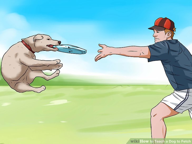 How to Teach a Dog to Fetch: 6 Steps (with Pictures) - wikiHow Pet How to Teach a Dog to Fetch: 6 Steps (with Pictures) - wikiHow Pet