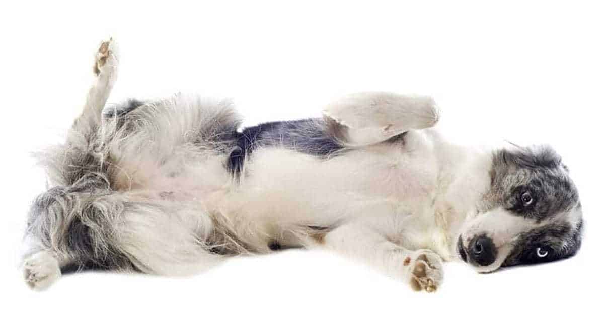 How To Teach Your Dog to Play Dead: Easy Step-by-Step Guide How To Teach Your Dog to Play Dead: Easy Step-by-Step Guide