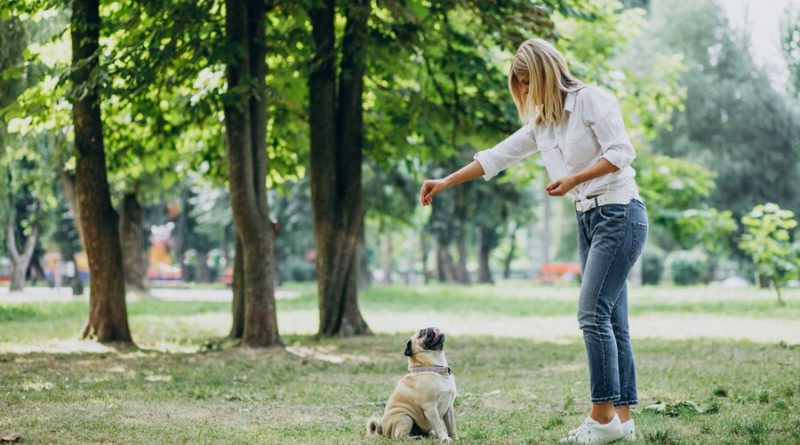 How to Train Your Dog: Basic Obedience Tips - Dog Crap How to Train Your Dog: Basic Obedience Tips - Dog Crap