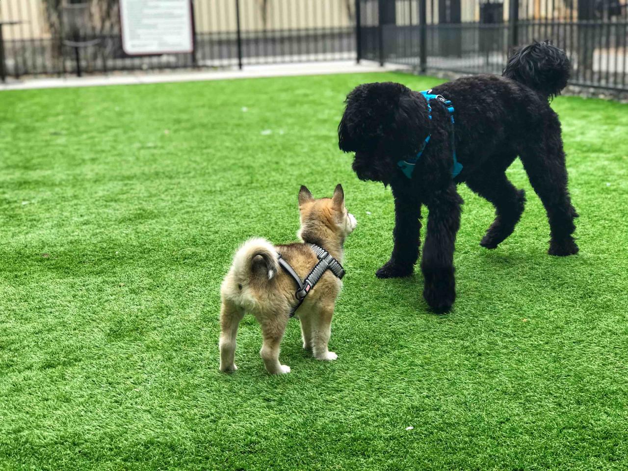 How to Socialize a Dog: The Ultimate Guide How to Socialize a Dog: The Ultimate Guide