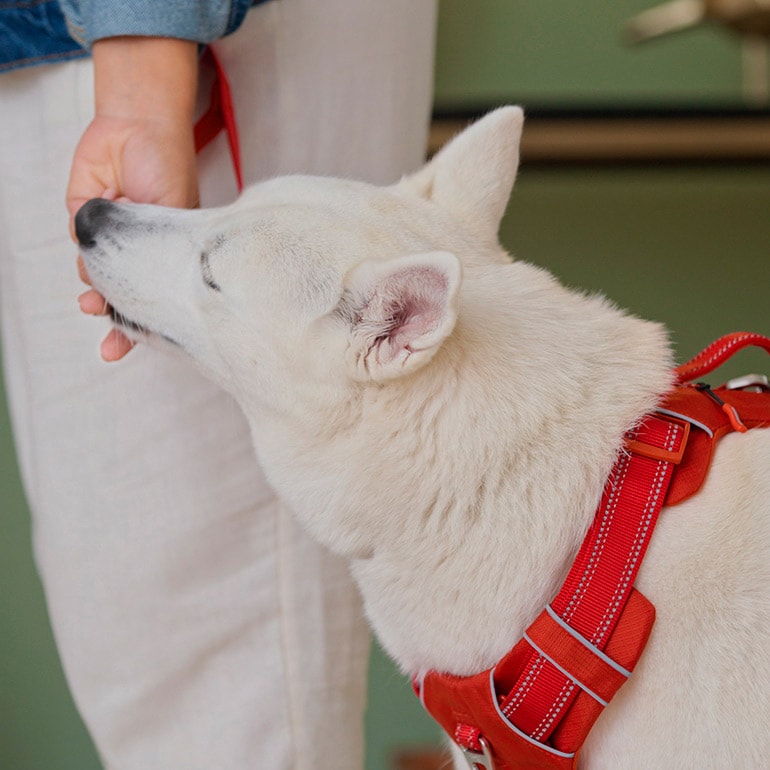 How Do You Leash Train A Puppy How Do You Leash Train A Puppy