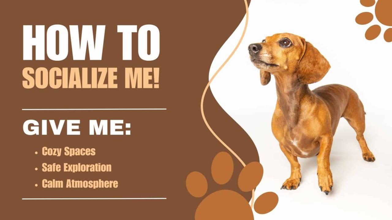 12 Proven Tips On How To Socialize A Rescue Dog With Humans - The Cat ...