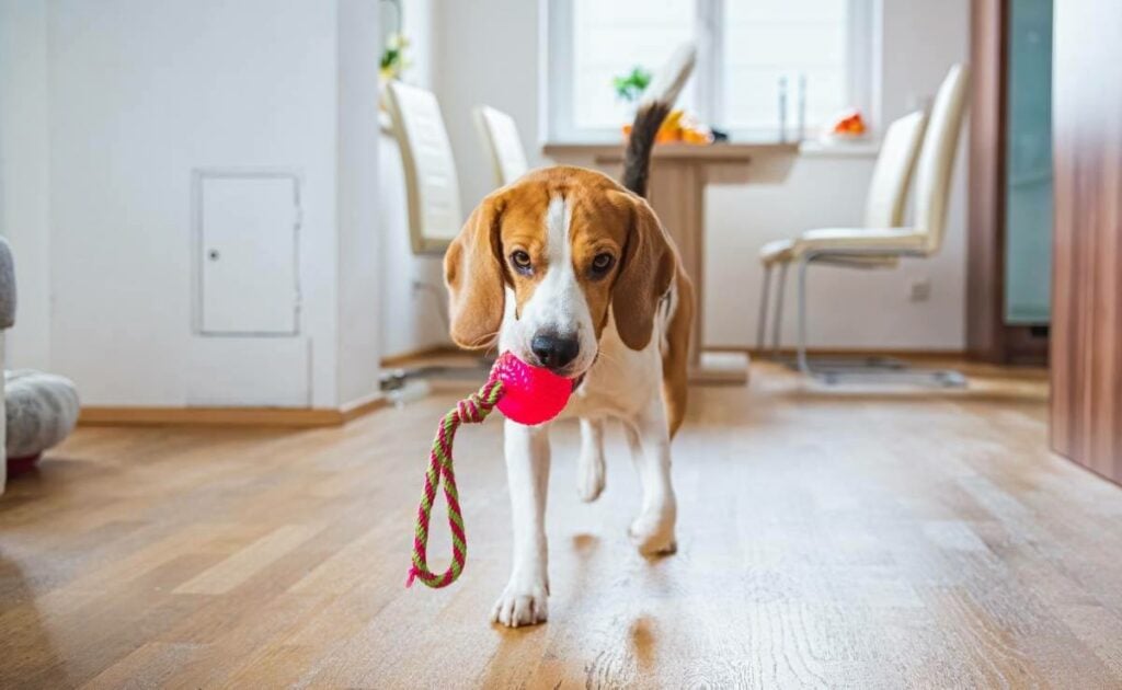 How to Teach a Dog to Fetch, According to Pet Experts | Trusted Since 1922 How to Teach a Dog to Fetch, According to Pet Experts | Trusted Since 1922