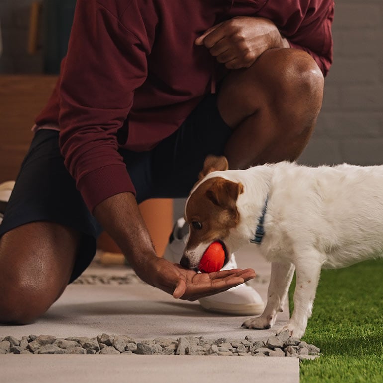 How To Teach a Dog to Fetch: Step-by-Step | BeChewy | BeChewy How To Teach a Dog to Fetch: Step-by-Step | BeChewy | BeChewy
