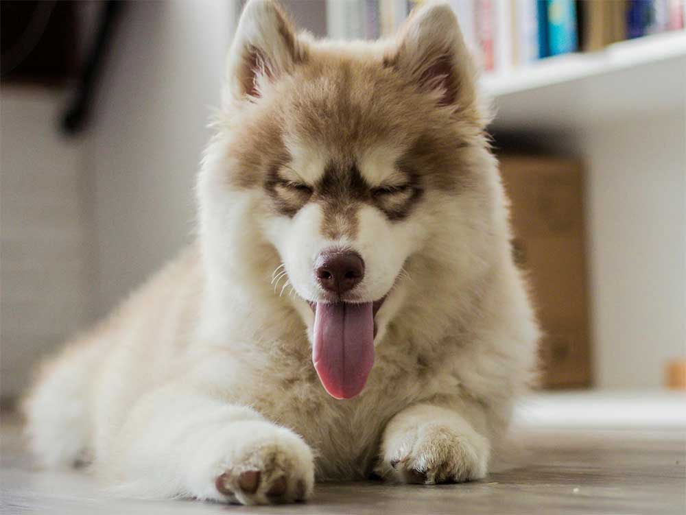 Marshall D. Teach Maquette de bateau One Piece Grand Ship Collection Marshall D. Teach Maquette de bateau One Piece Grand Ship Collection