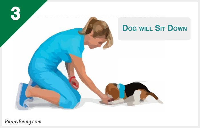 How To Teach A Dog To Lay Down on Command Easily How To Teach A Dog To Lay Down on Command Easily