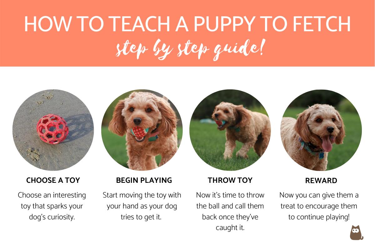 How To Teach A Dog Fetch - Rowwhole3 How To Teach A Dog Fetch - Rowwhole3