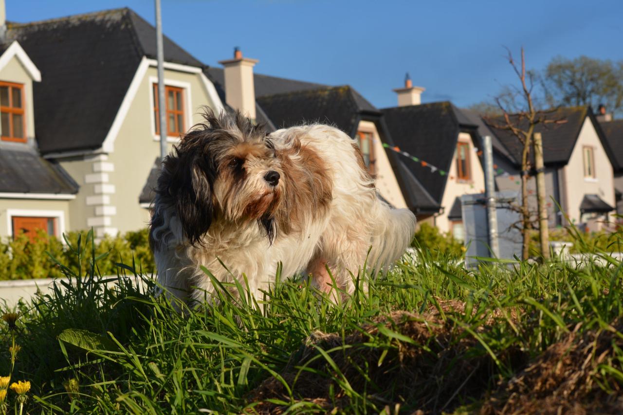 HOW TO INTRODUCE YOUR DOG TO YOUR NEW HOME: PART 2 — Beyond Dog training HOW TO INTRODUCE YOUR DOG TO YOUR NEW HOME: PART 2 — Beyond Dog training