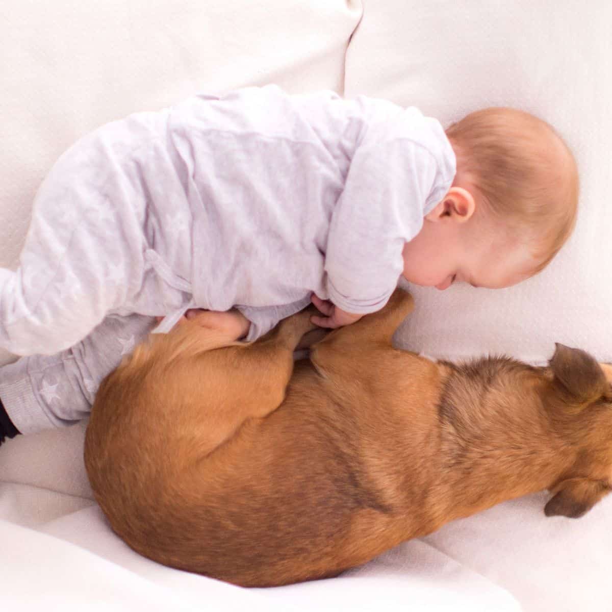 Top 6 Tips To Introduce Your Dog To Your New Baby | Promoted To Parent