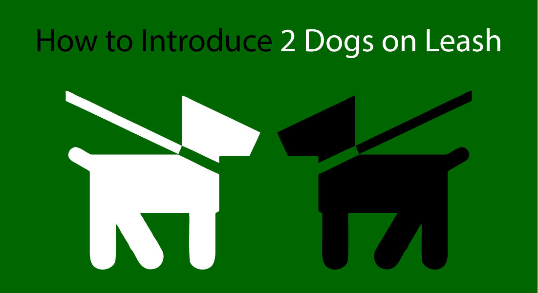 How to Introduce 2 Dogs on Leash | Unleashed Unlimited How to Introduce 2 Dogs on Leash | Unleashed Unlimited