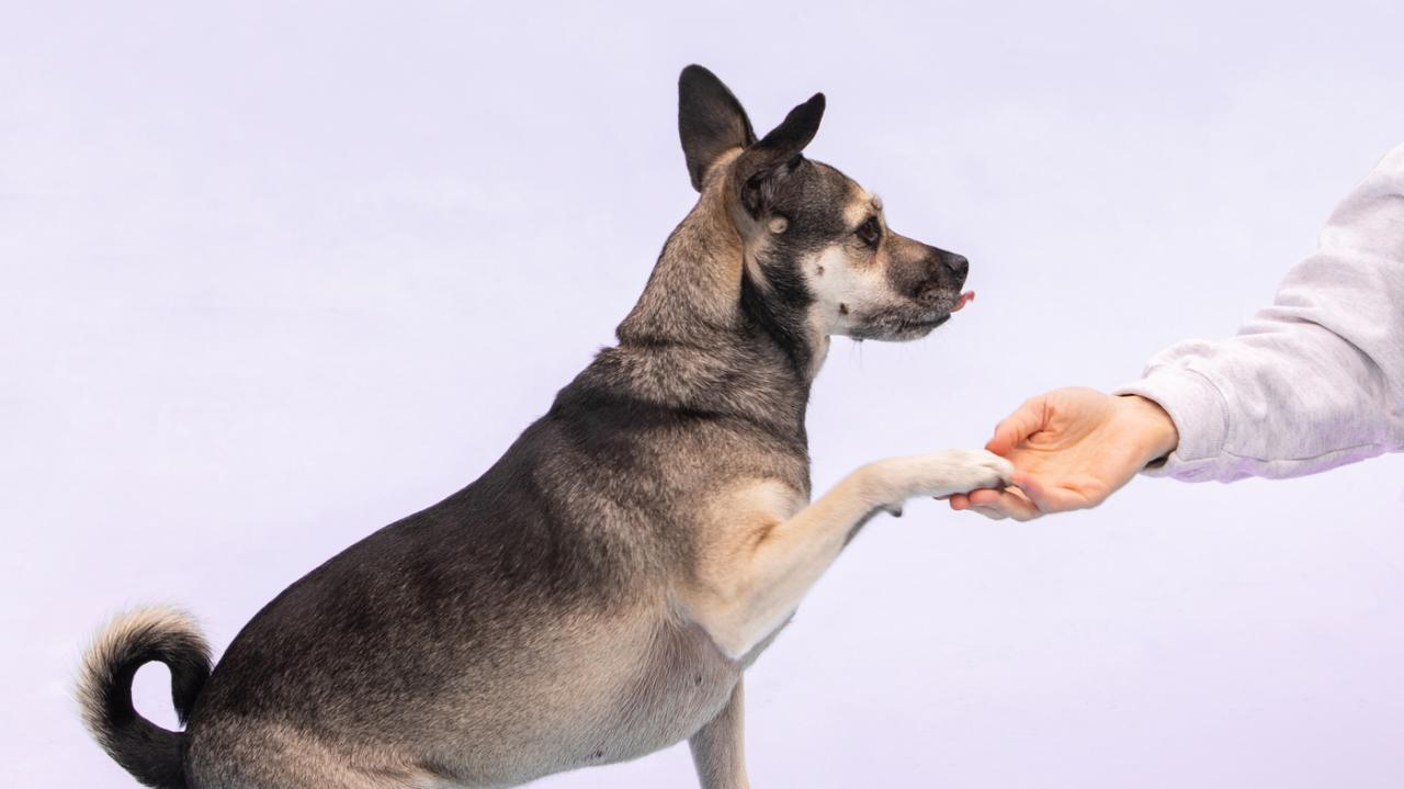The Science of Positive Reinforcement: How to Train Your Dog Using ... The Science of Positive Reinforcement: How to Train Your Dog Using ...