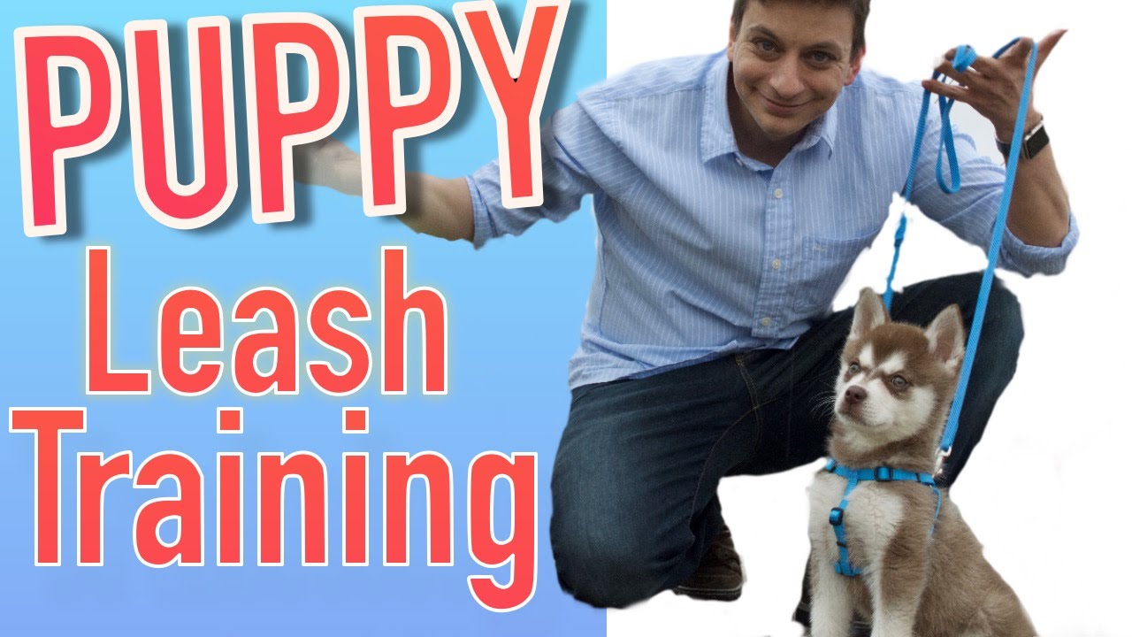 How to Train your NEW PUPPY to Walk on Leash! - K9 Pie How to Train your NEW PUPPY to Walk on Leash! - K9 Pie
