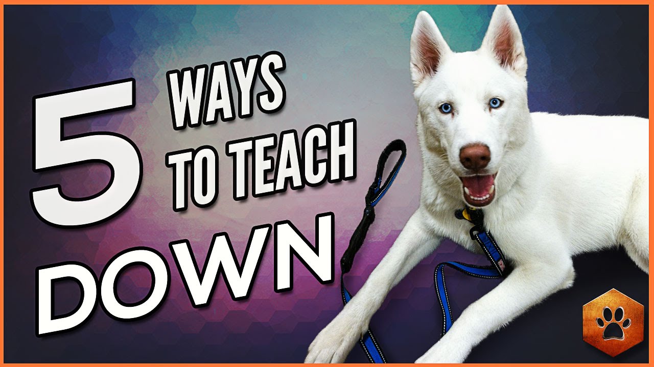 How to Teach a Puppy to Lie Down on Command - Petful How to Teach a Puppy to Lie Down on Command - Petful