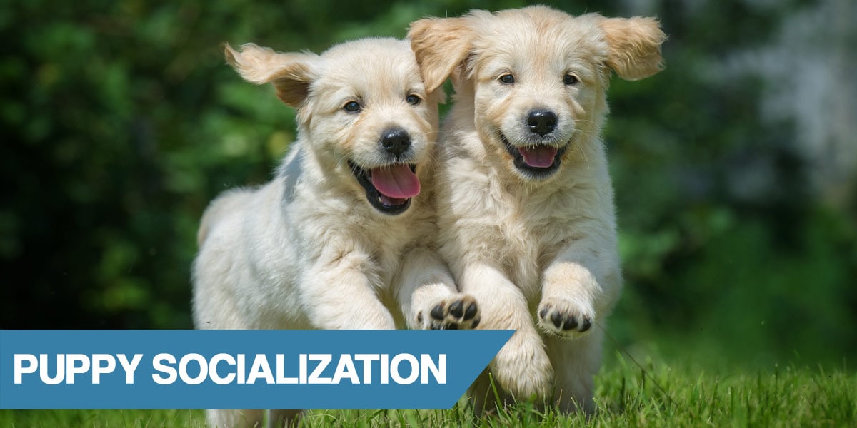 How to Socialize Your Dog With Other Dogs - Greenlin Pet Resorts How to Socialize Your Dog With Other Dogs - Greenlin Pet Resorts