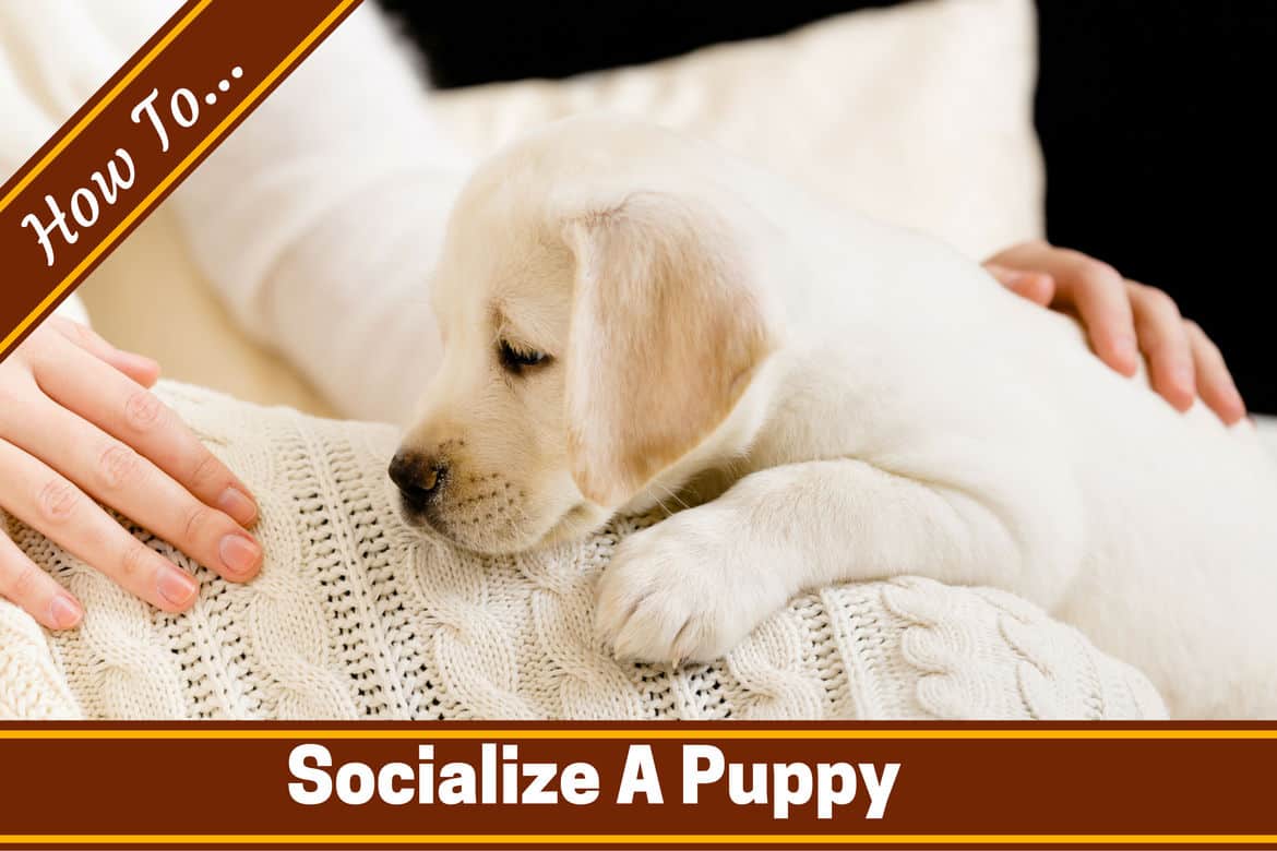 How to Socialize Your Puppy: A Step-by-Step Guide How to Socialize Your Puppy: A Step-by-Step Guide