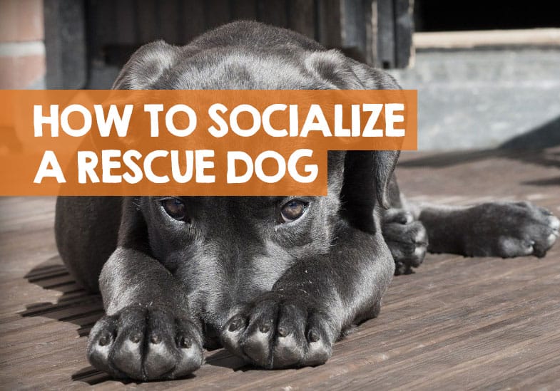A 10-Step Guide to Socializing Your Rescue Dog